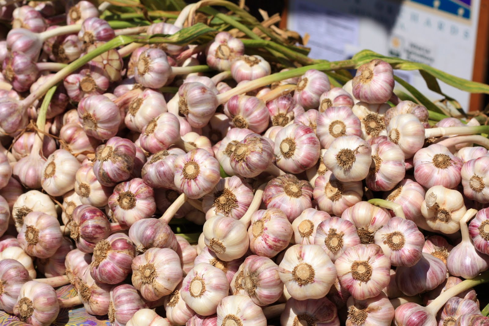 Fresh Local and Best GARLIC CLOVE