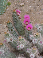 Early Morning Desert Meditation