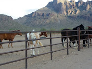 Last morning in the Sonoran desert