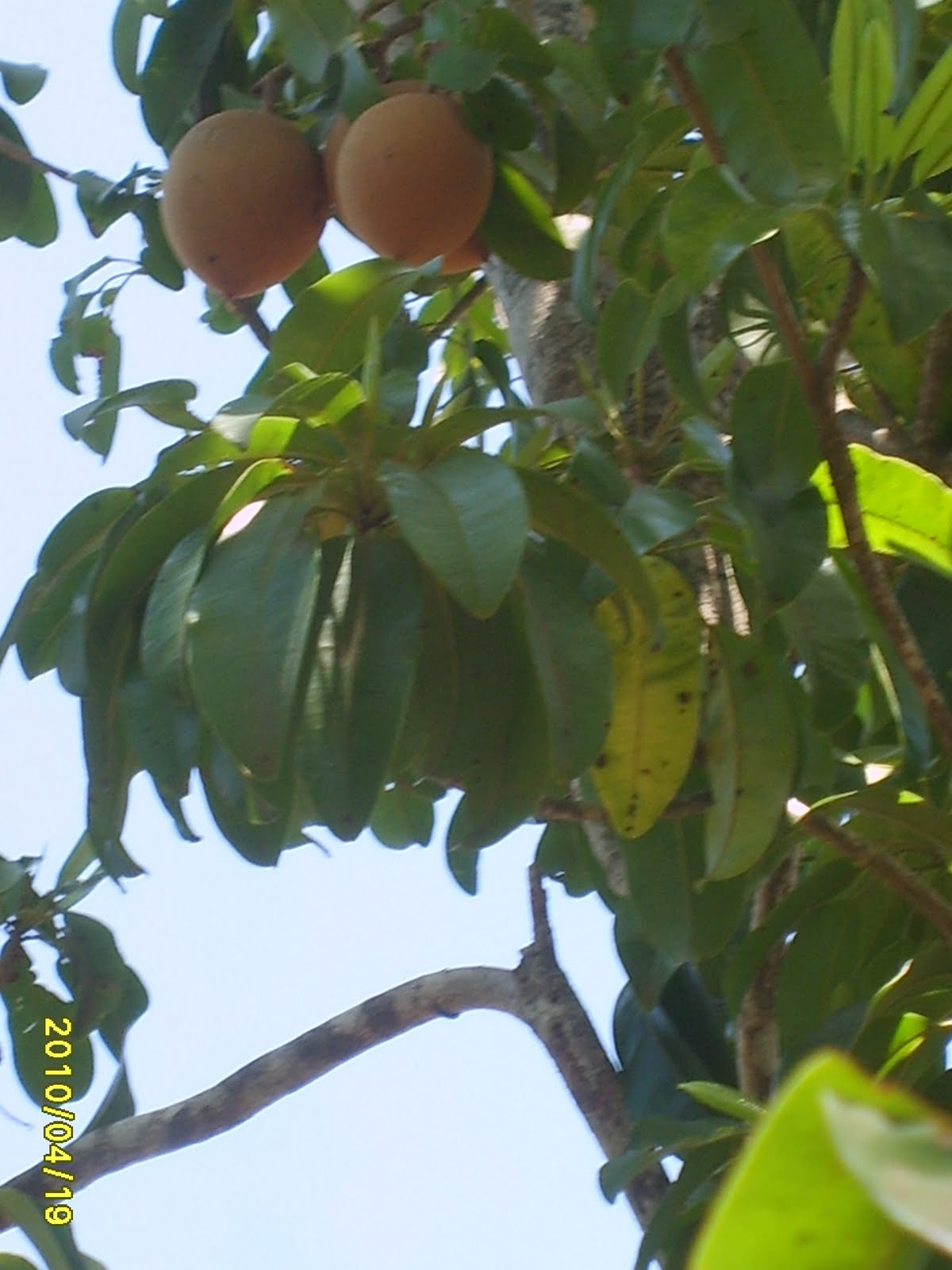 Huerta San Isidro IMI Campeche Fruta de zapote