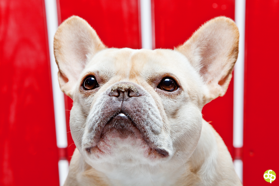 Andrew Chin Photography Vancouver, BC Border Collie and French Bulldog