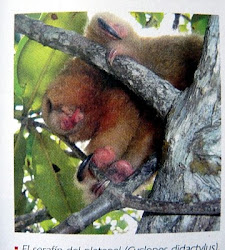 Fauna de Tumbes.El Serafín de platanal(Cyclopes didactylus).Seraphim.The Wildlife platanal (C