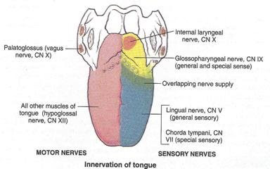 Human Biology: Compendium 13-14