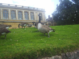 Canada Geese