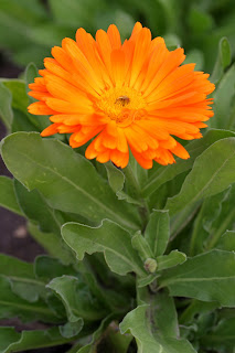 Powell Gardens&rsquo; Blog: October 2009