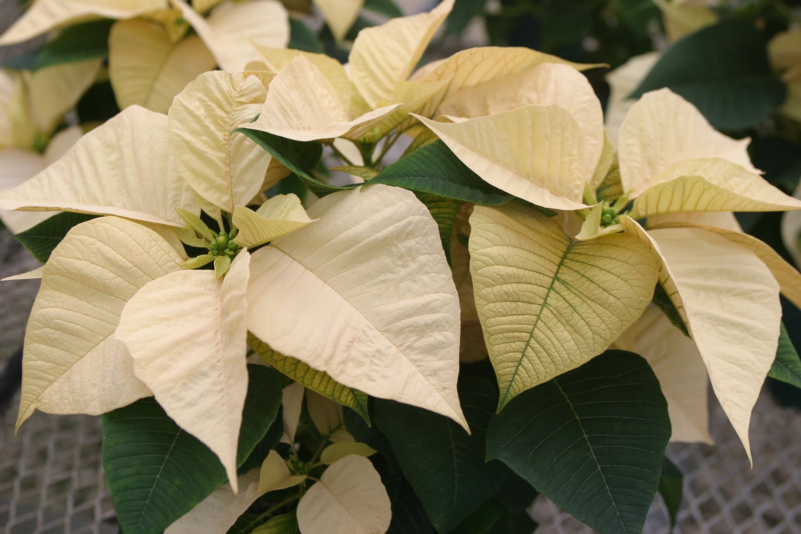 Powell Gardens' Blog Meet The Poinsettias of 2010