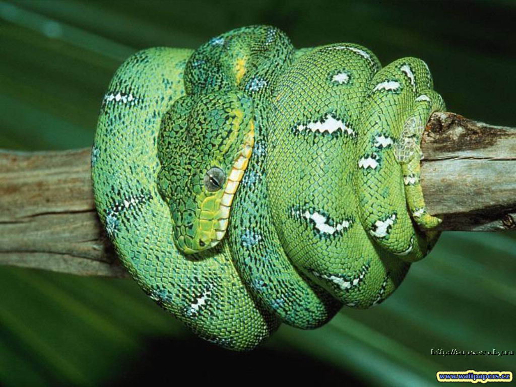 Miriam Rivera: Los Reptiles!