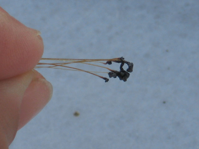 günün ardından Kıl oldum abi!