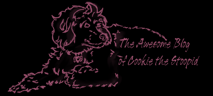 The Awesome Blog of Cookie the Stoopid