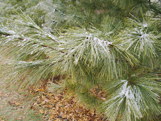 snow on evergreen tree
