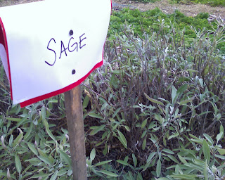 sage in the herb garden