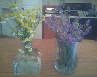 fresh picked chamomile and lavender flowers