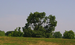 trees over hill