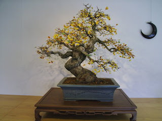 bonsai with crescent wall hanging