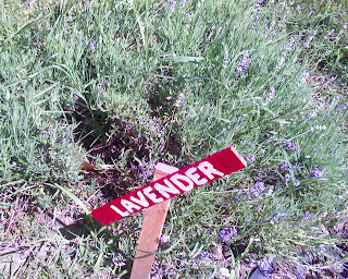 lavender bush at Clagett Farm