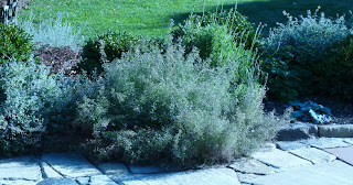 thyme bushes