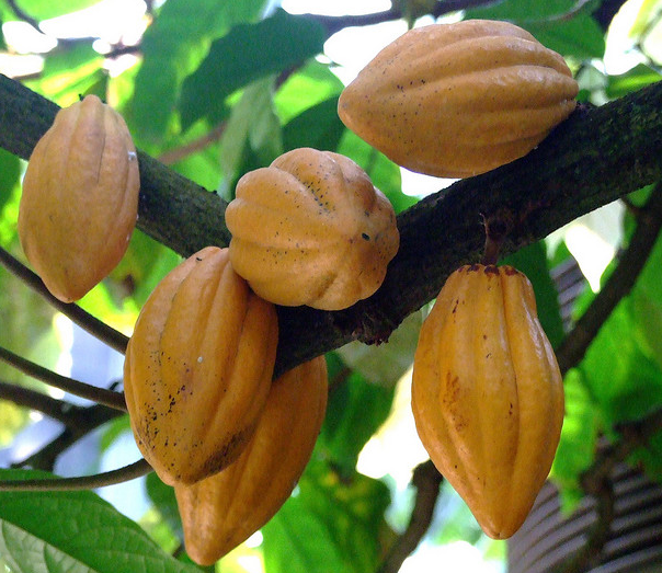 greeny crops: Cocoa bean, seed of Theobroma cacao (The Fruit of Gods)