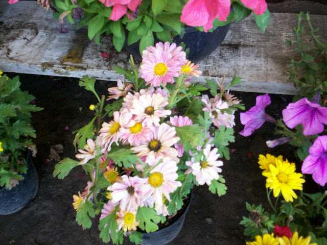 Flores y Plantas: Plantas con letra M, O