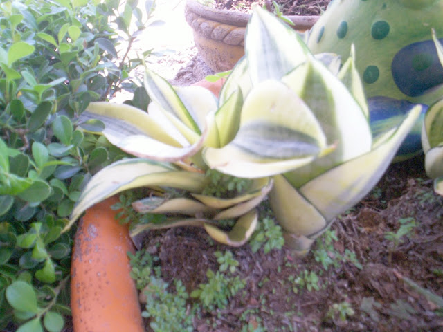 Flores y Plantas: Plantas con letra M, O