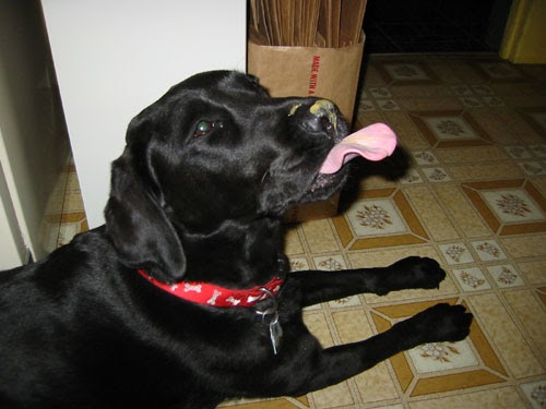Peanut butter on dogs nose best sale