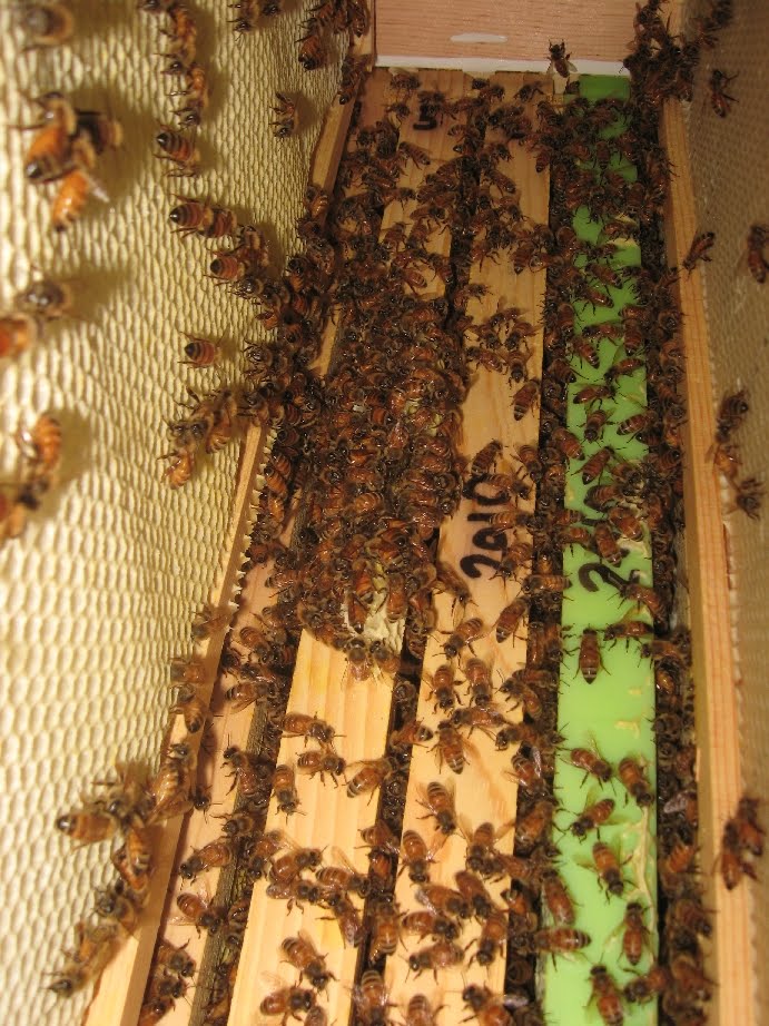 Beaver Creek Bees: Honey Super and More