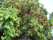 fruit-laden crown of bignay tree