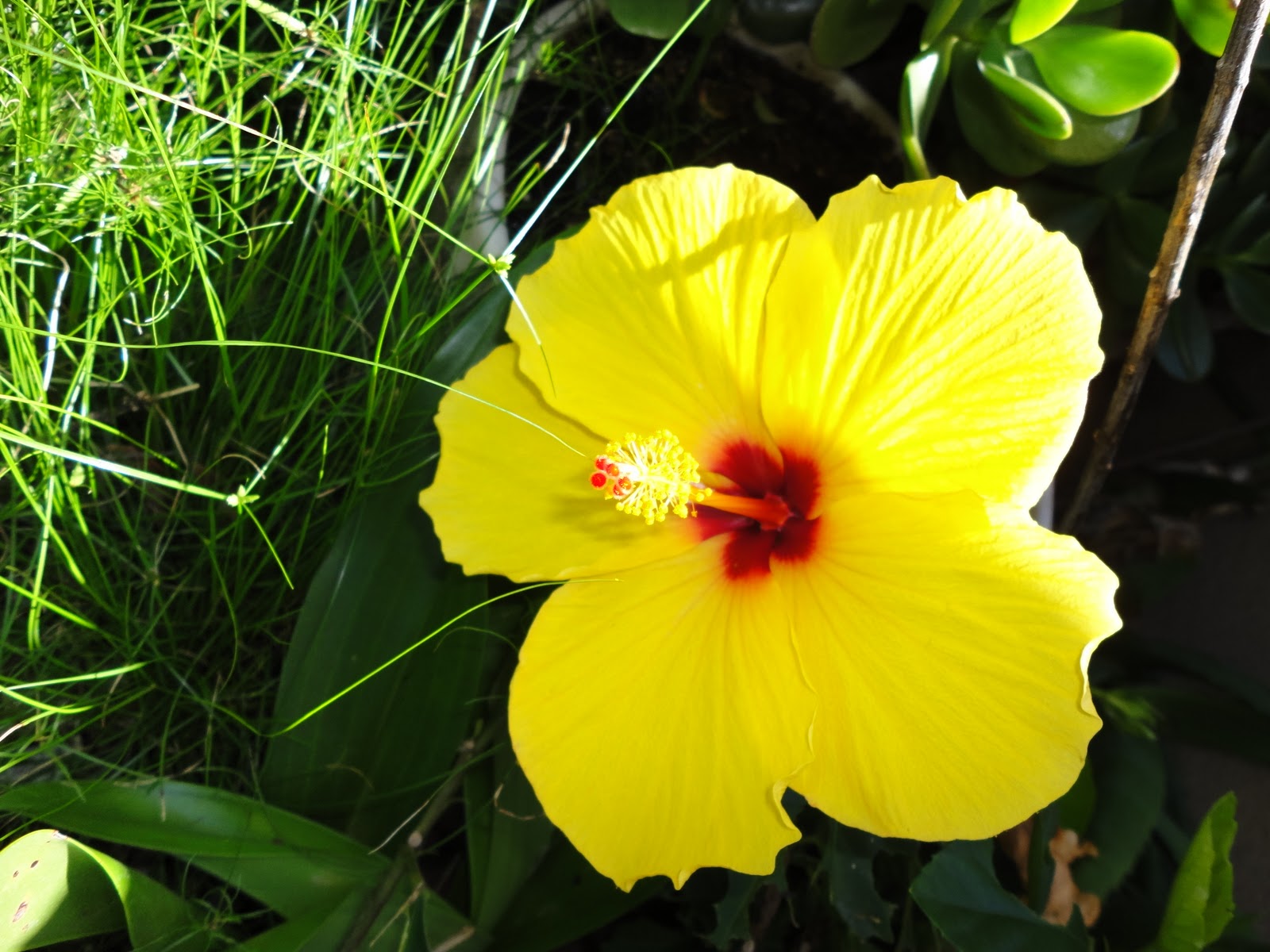 Hawaii Flower Pictures
