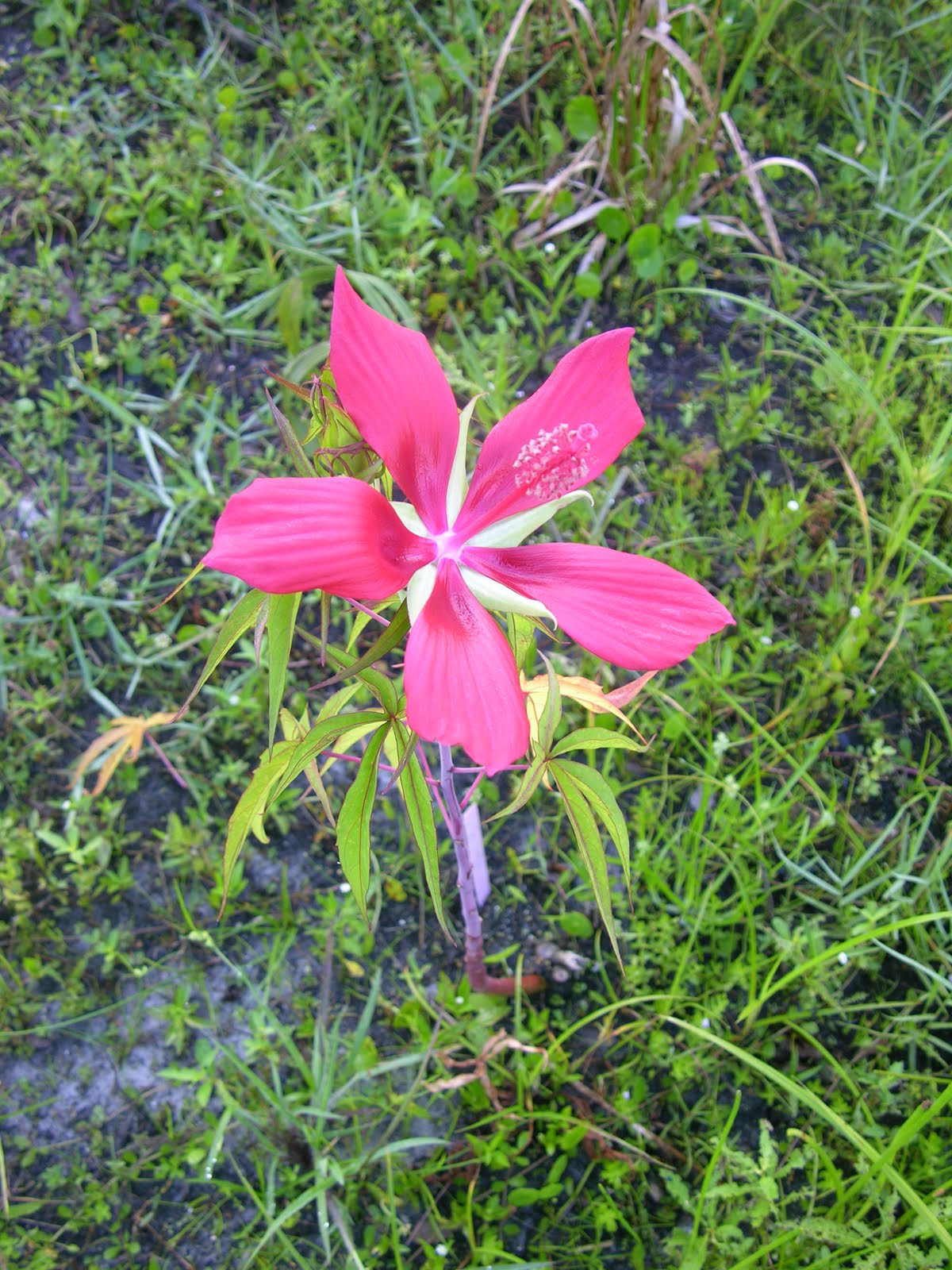 Brevard County Marine News Brevard Botanical Garden Marsh Hibiscus