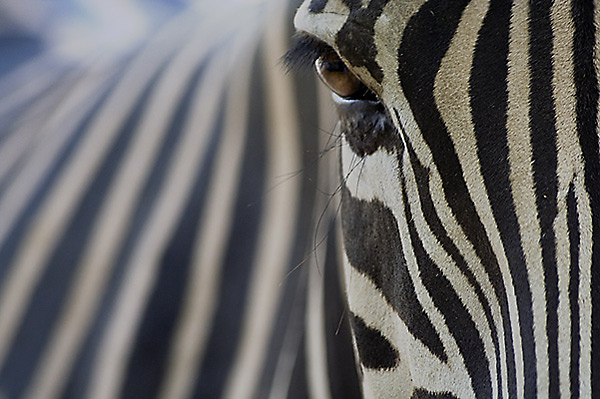 Curiosidades y fotos de animales: Zebra