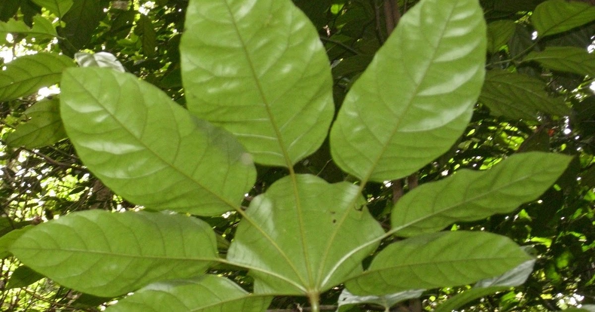 Terbaru 26+ PemandanganDalam Hutan, Foto Pemandangan