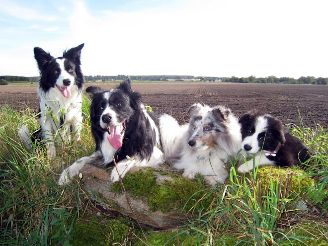 Hazyland Border Collies & lille Biscuit