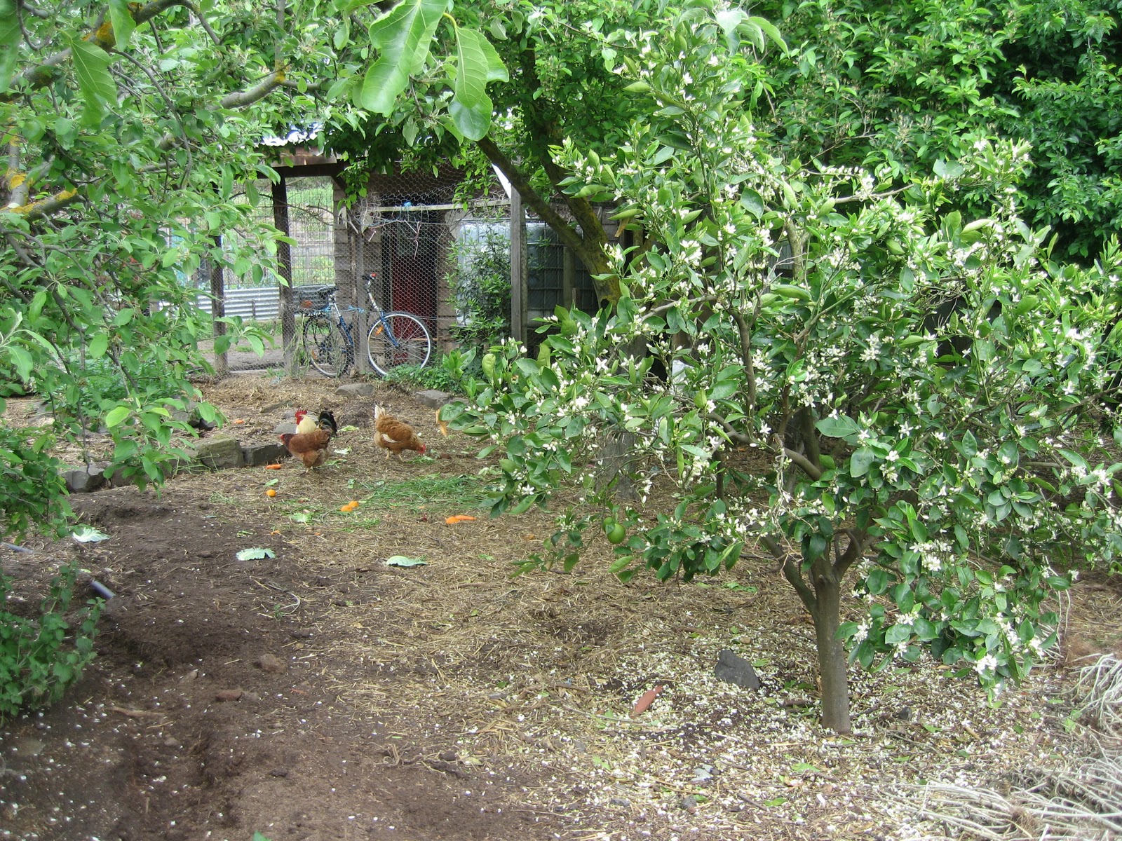 Chickens And Fruit Trees Fruit Trees