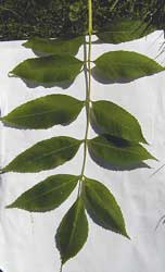 [fresno+(Hojas).jpg]