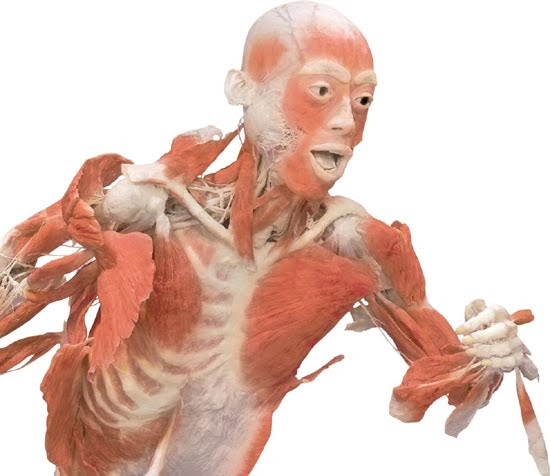 8 Ideias De Corpo Humano Corpo Humano Biologia Total Vasos Sanguineos