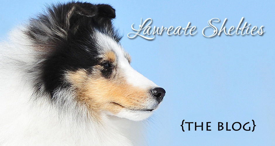 Laureate Shelties