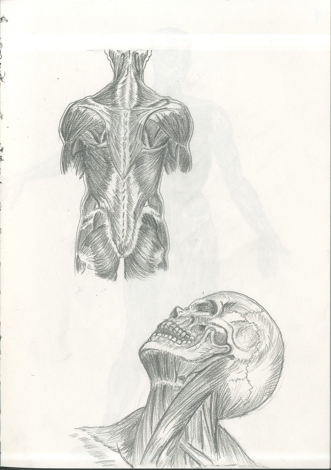 Jessica Austin's Blog Some drawings of the Anatomy
