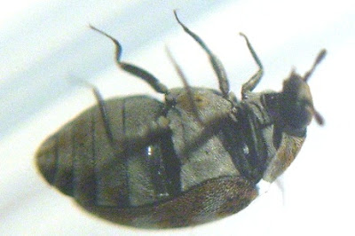 carpet beetle