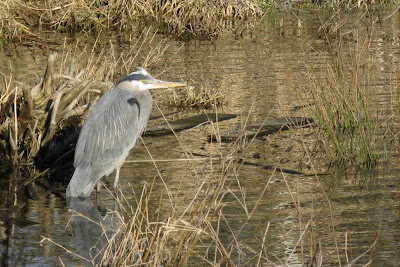 great blue heron