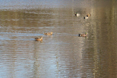 wigeons