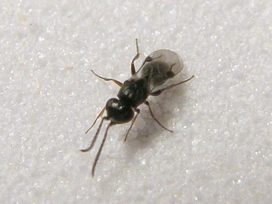 [Wasp+from+aphid.JPG]
