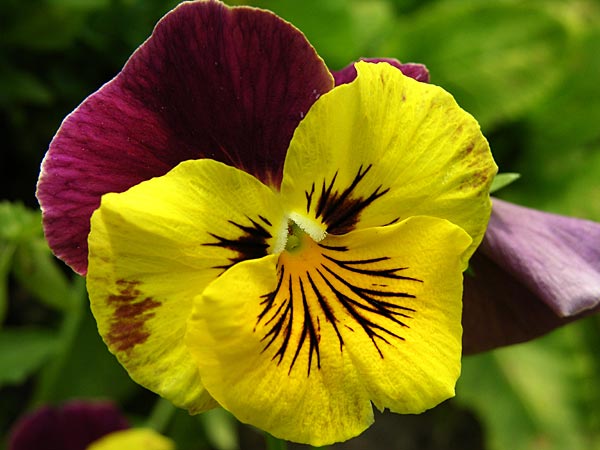 Il Fiore Che Sboccia Nelle Avversità