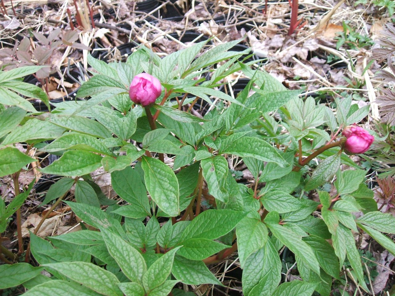 Peonies - and the Rest: Spring Progresses