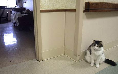 [Death-Cat_1570116c.jpg]