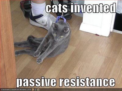 [funny-pictures-cats-invented-passive-resistance1.jpg]