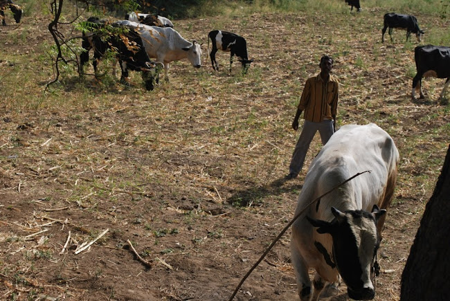 Dairy cattle grazing (1)