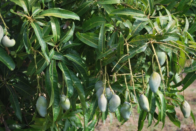 Mango Grove (1)