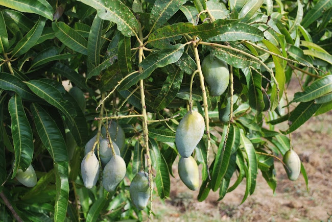 Mango Grove (2)