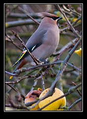 Waxwing in my garden