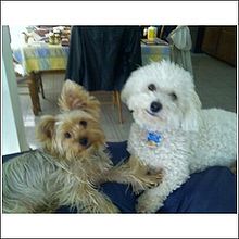 [220px-Jesseriley_(3).jpg]