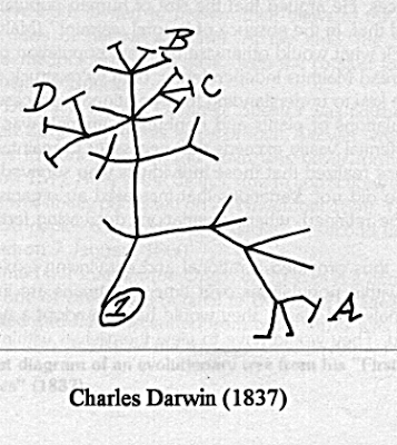 200 anos- darwin